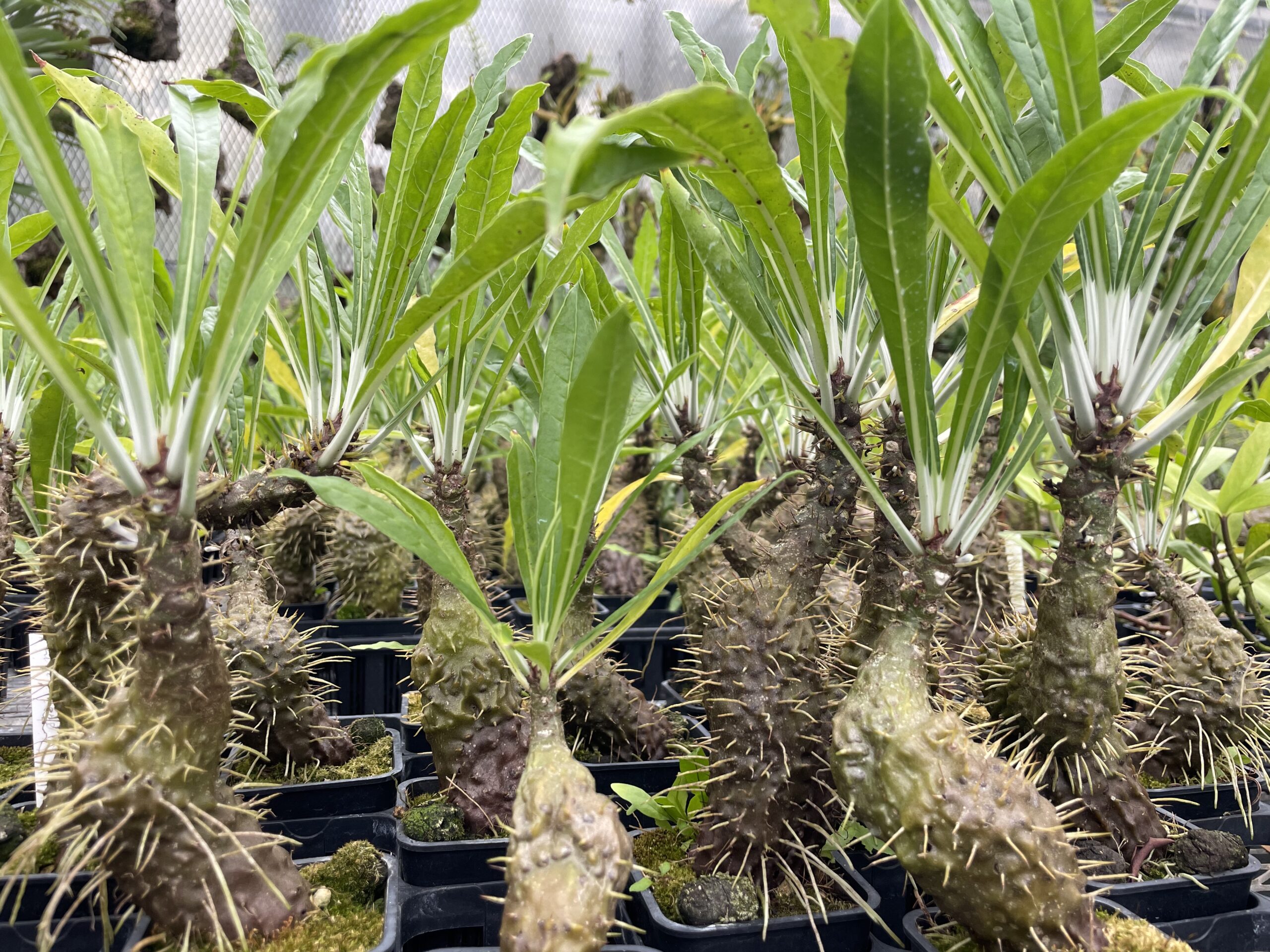 伊藤蟻植物農園1