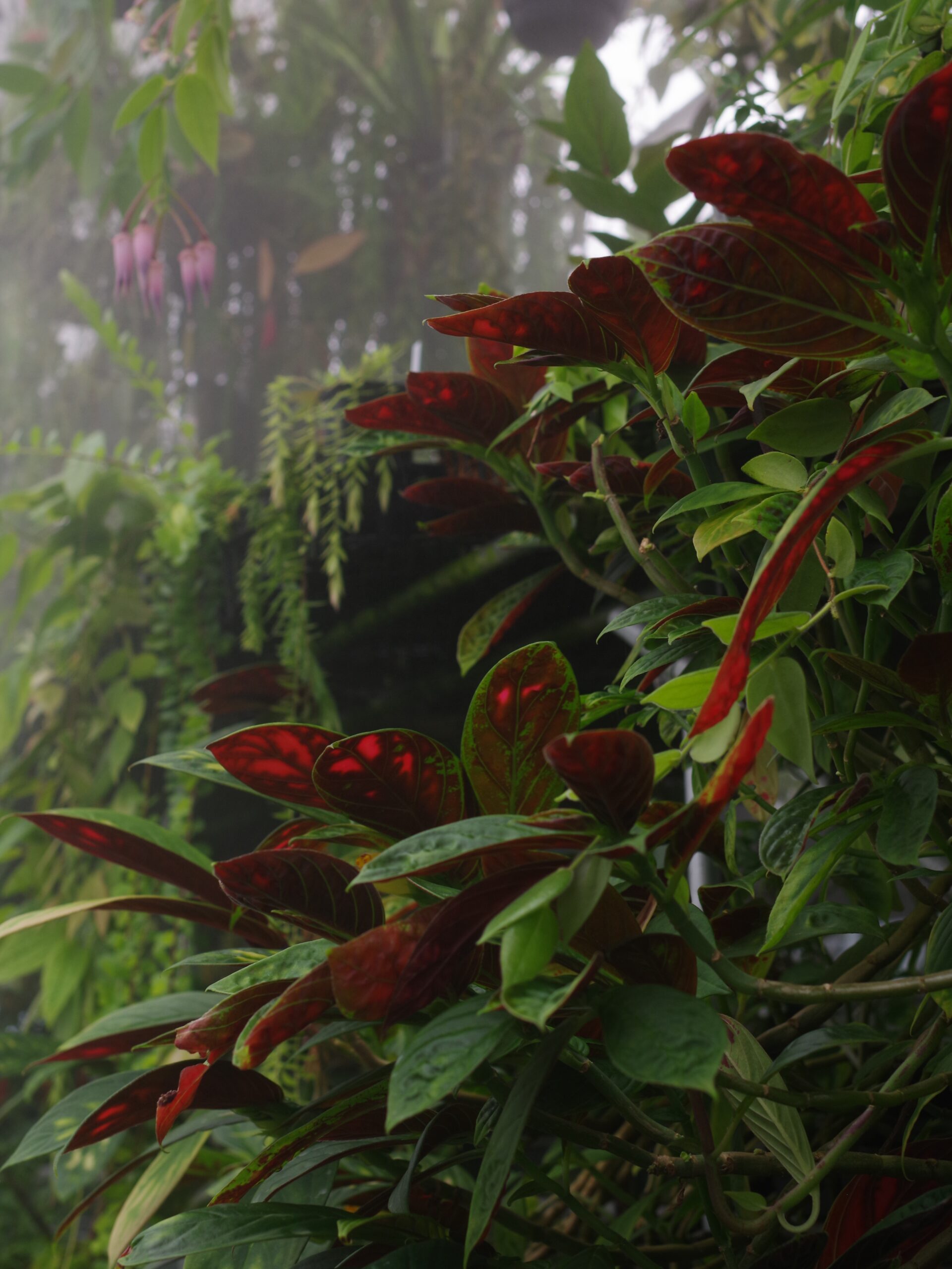 伊藤蟻植物農園3