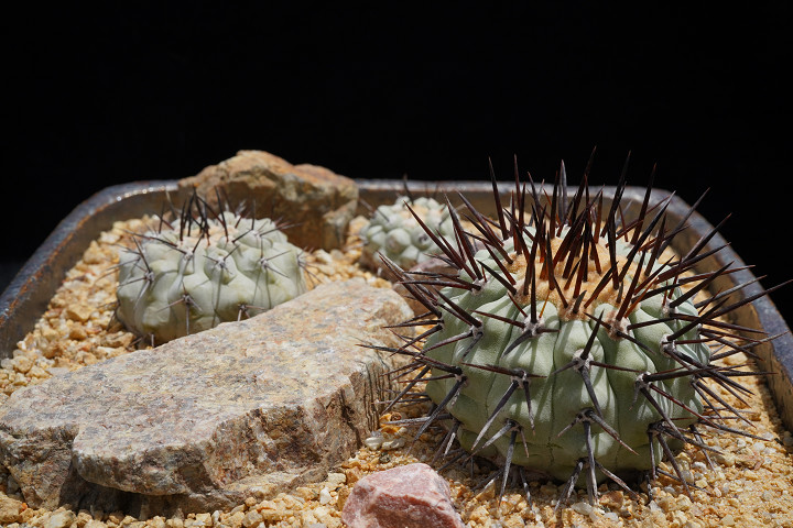 HabitatStyle植物作品2