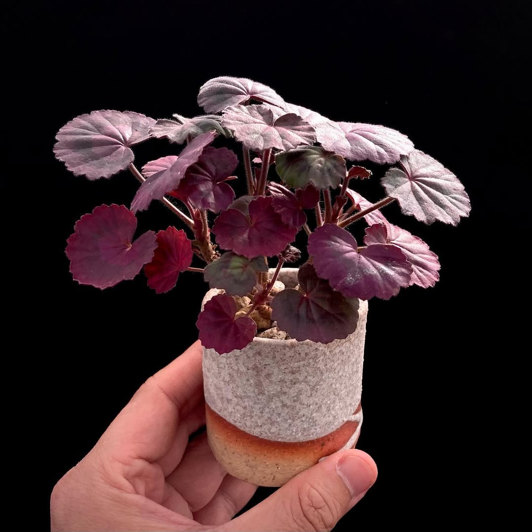 展示予定の植物画像2