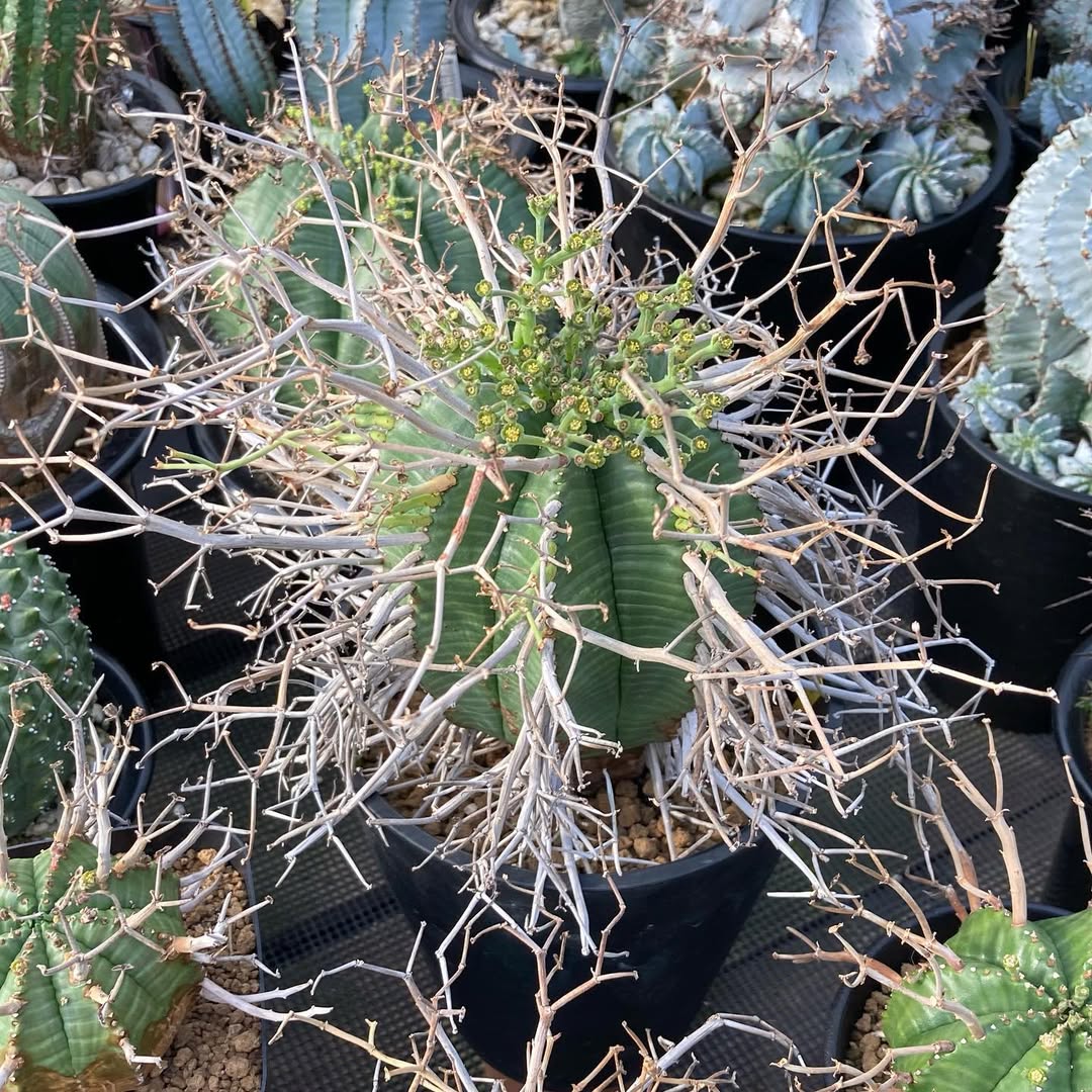 展示予定の植物画像3