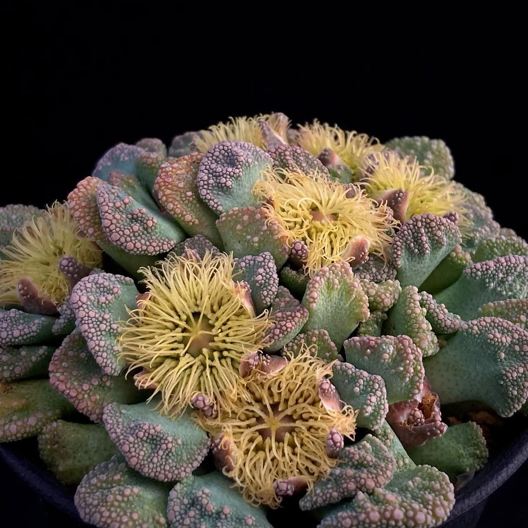 展示予定の植物画像4